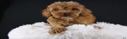Mini Aussiedoodle dogs for sale: Swiper - Ad 8
