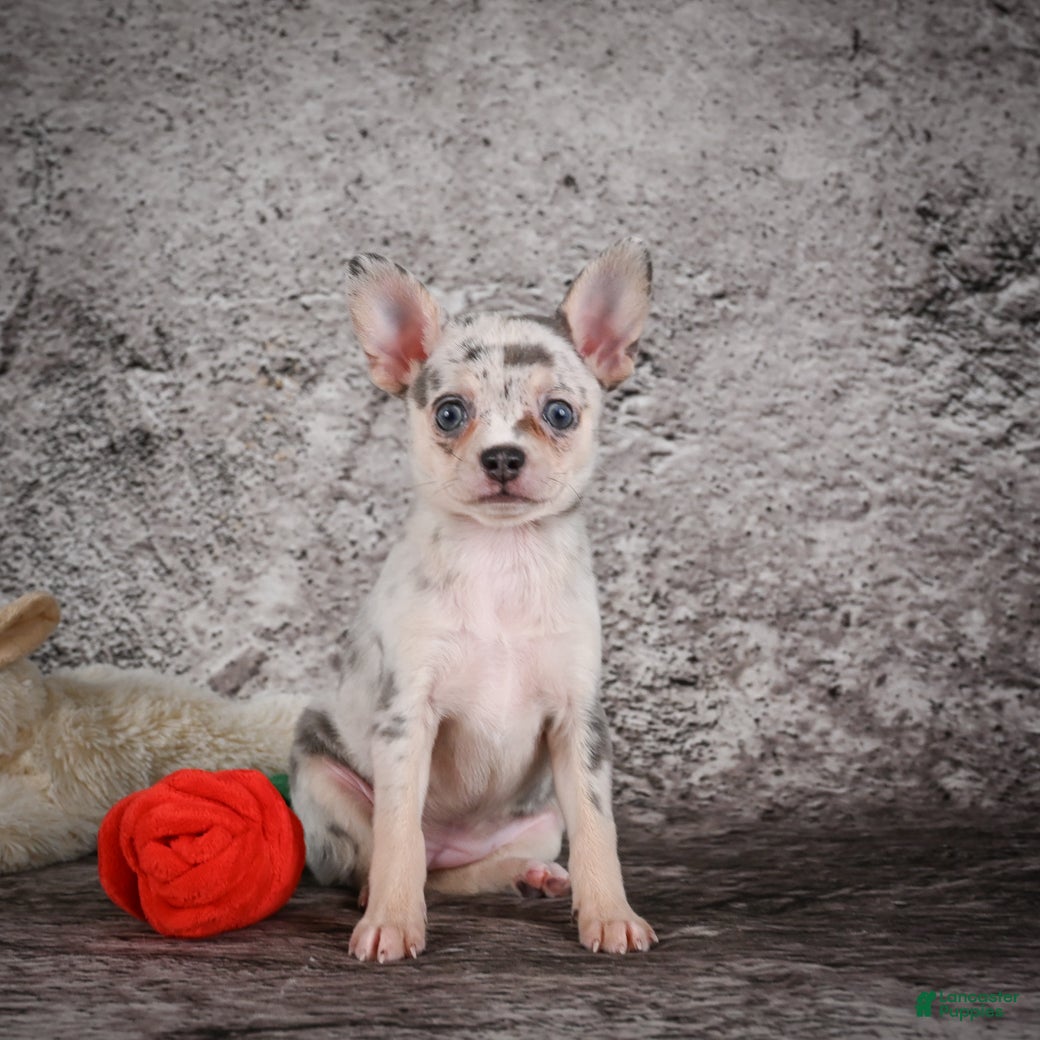 Chihuahua dogs Anya - Ad 2