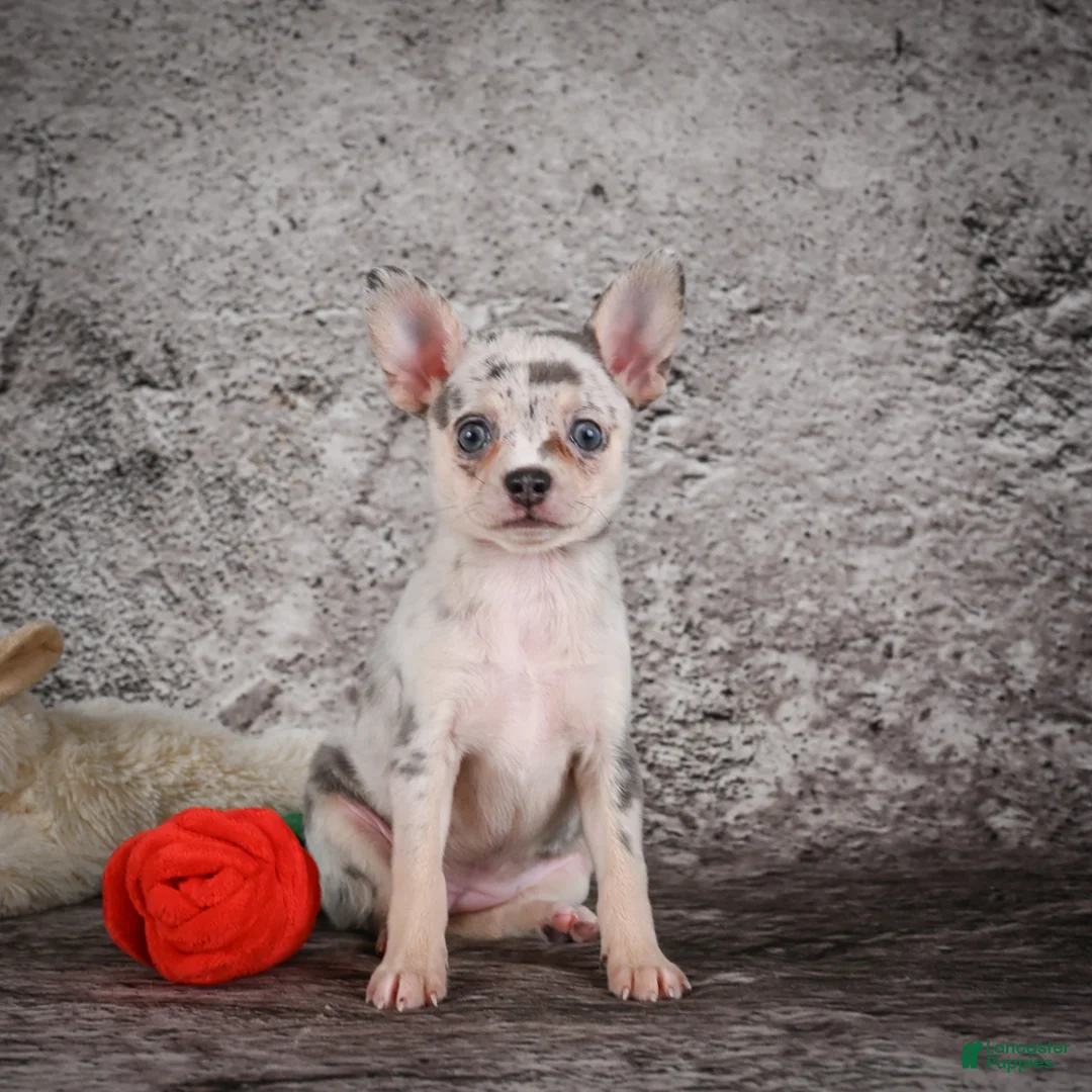 Chihuahua dogs for sale: Anya - Ad 2