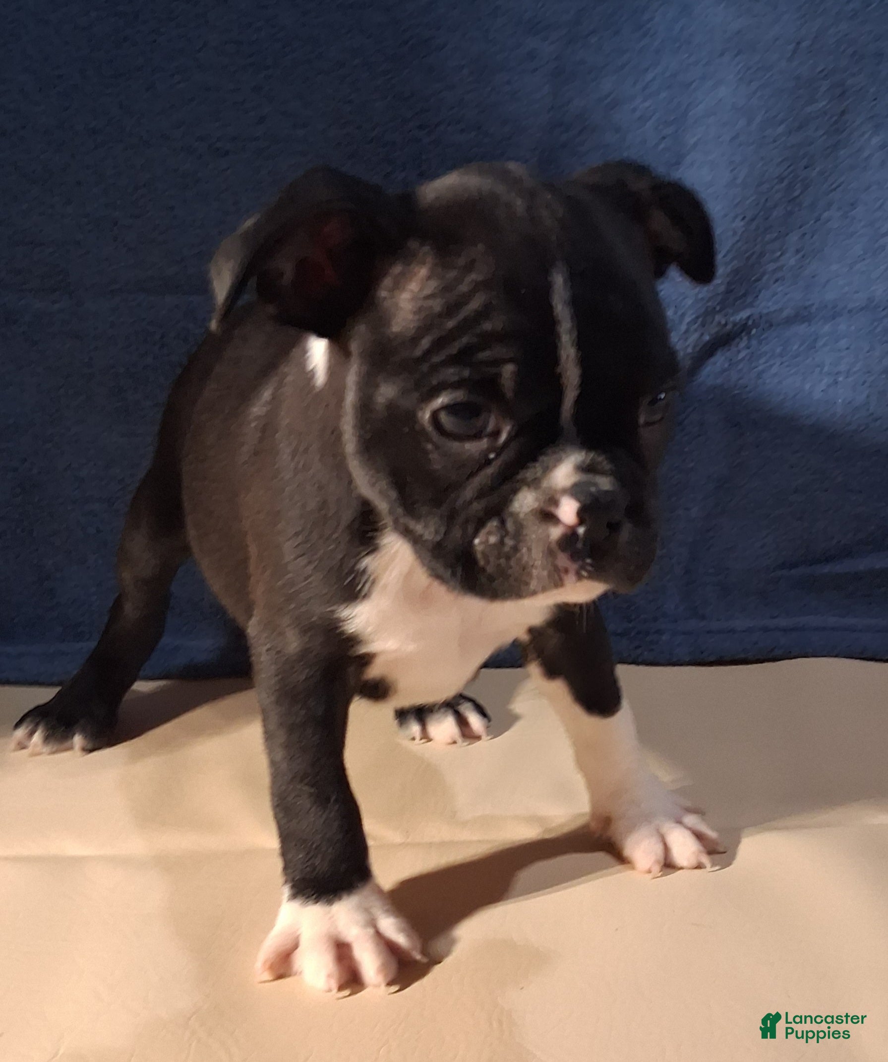 Boston Terrier dogs Elliott - Ad 1
