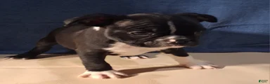 Elliott