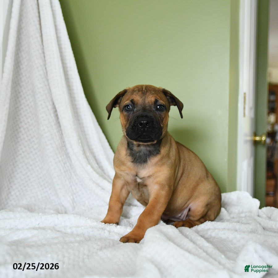 South African Boerboels dogs Brielle - Ad 1