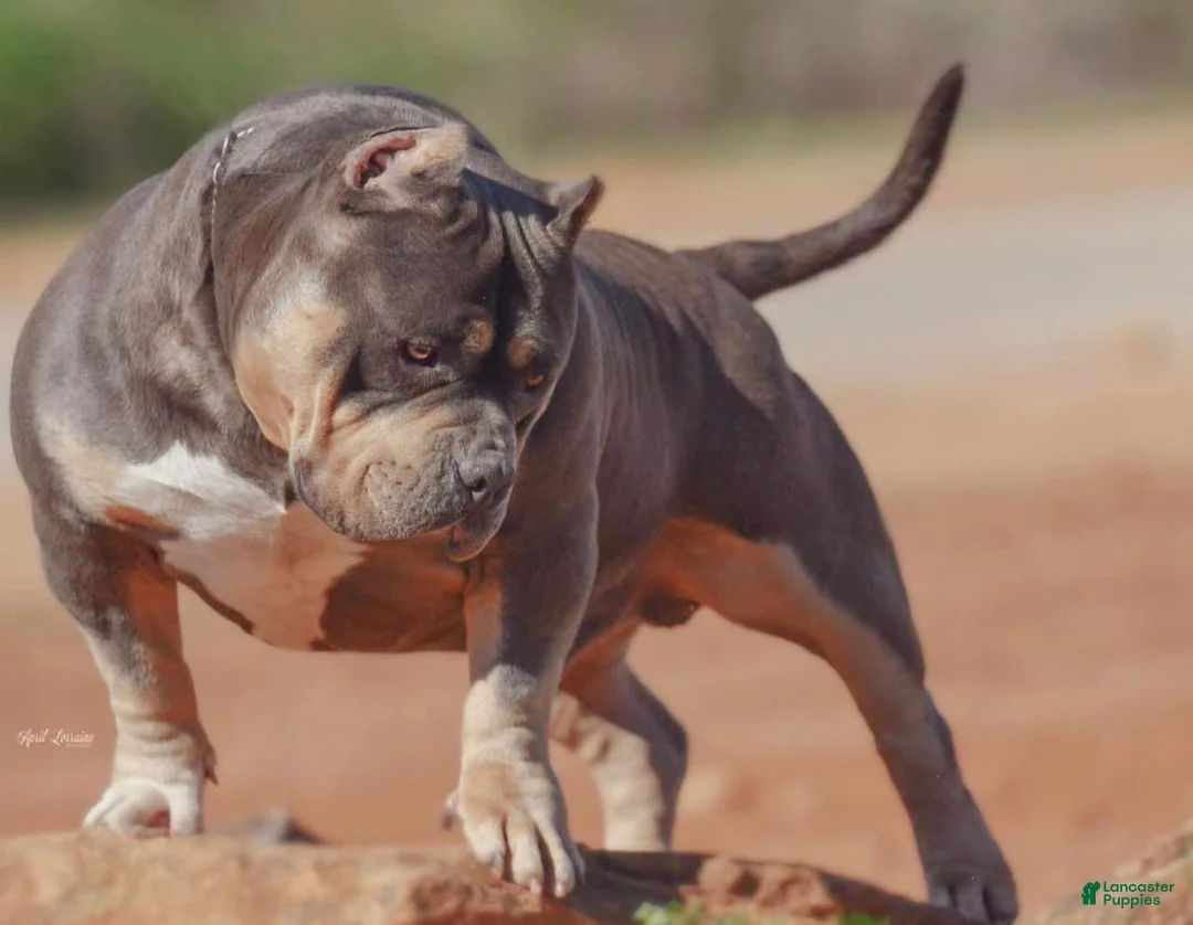 American Bully dogs for sale: American Bully Puppy 2 - Ad 5