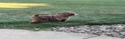 Mini Goldendoodle dogs for sale: Mini Goldendoodle 6 - Ad 4