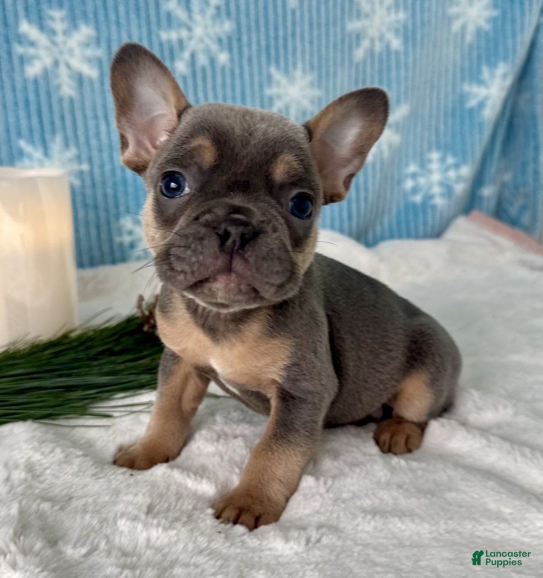 French Bulldog dogs for sale: Bentley - Ad 3