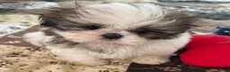 Shih Tzu dogs for sale: Patticake - Ad 7