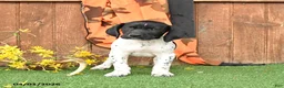 German Shorthaired Pointer dogs for sale: Lightning - Ad 4