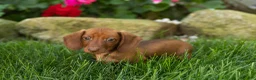 Miniature Dachshund dogs for sale: Ira  - Ad 9