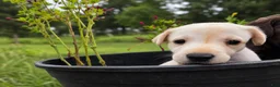 Labrador Retriever dogs for sale: Max - Ad 5