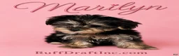 Morkie dogs for sale: Marilyn - Ad 1