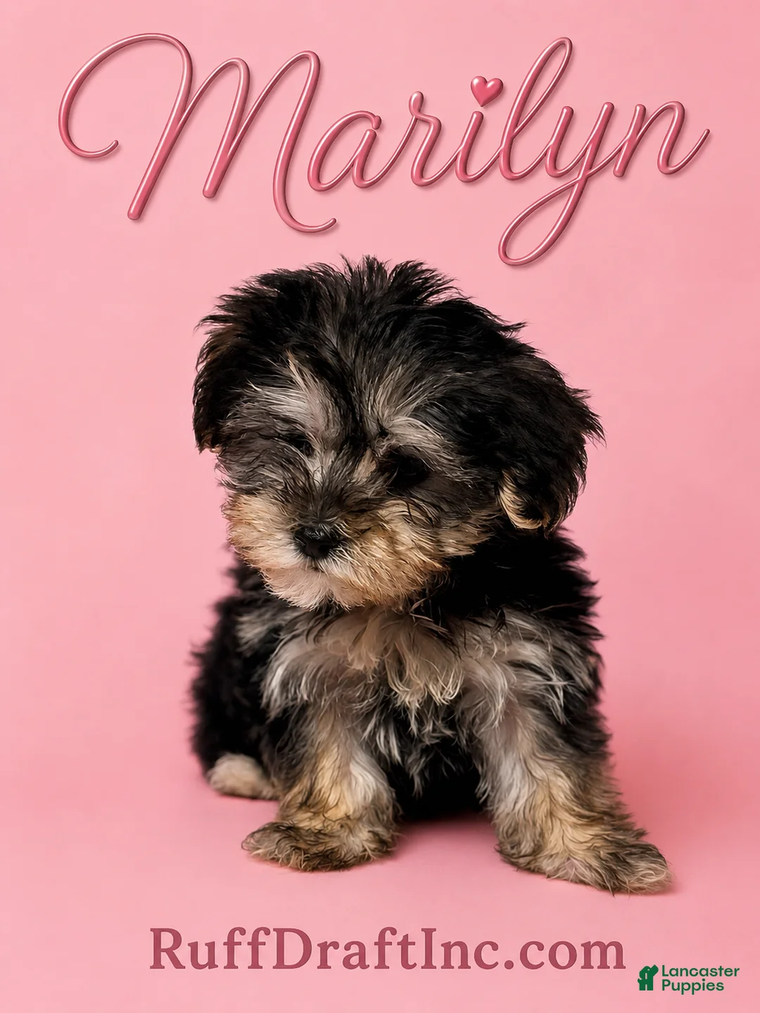 Morkie dogs for sale: Marilyn - Ad 1