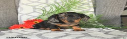 Miniature Dachshund dogs for sale: Justin - Ad 1