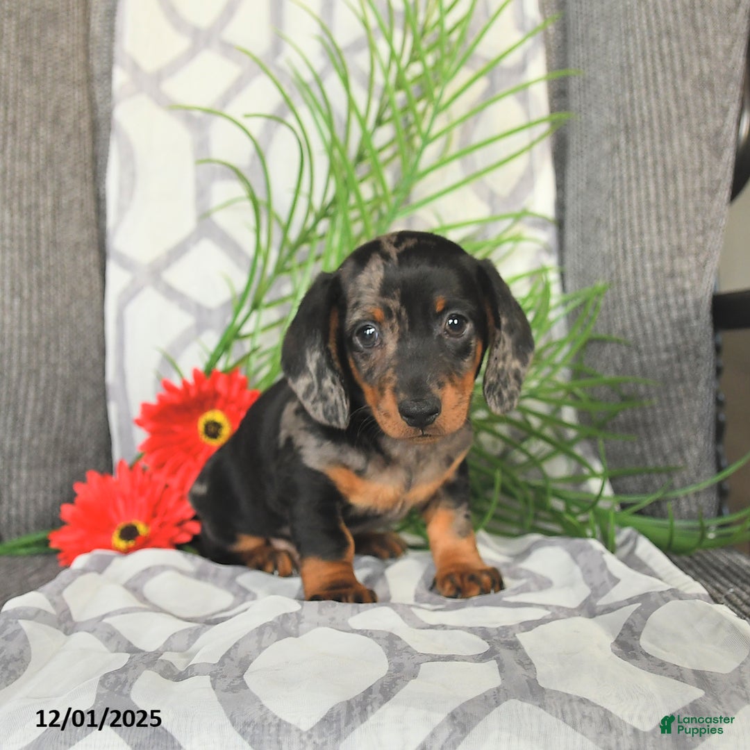 Miniature Dachshund dogs for sale: Justin - Ad 1