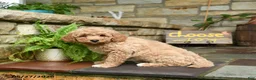 Mini Goldendoodle dogs for sale: Honey - Ad 3