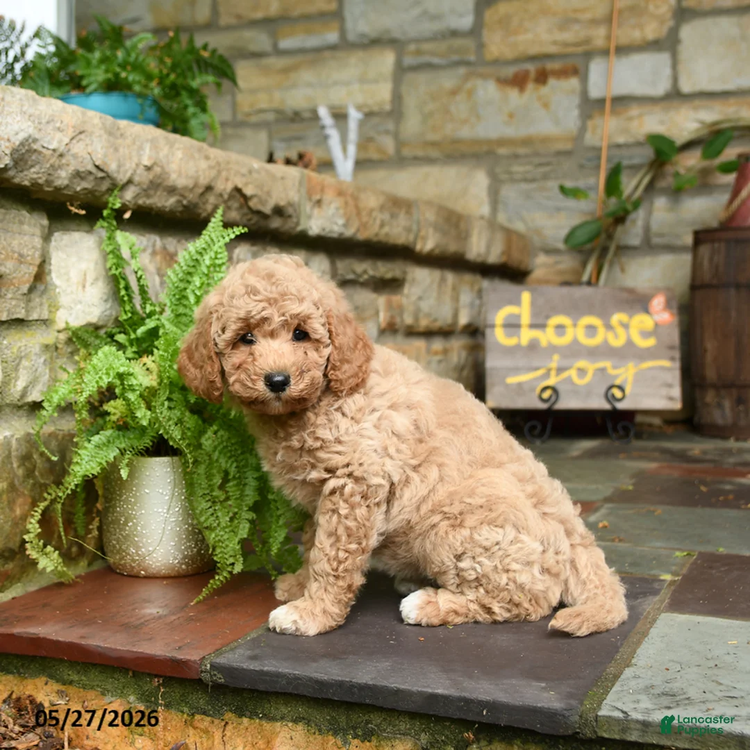 Mini Goldendoodle dogs for sale: Honey - Ad 3
