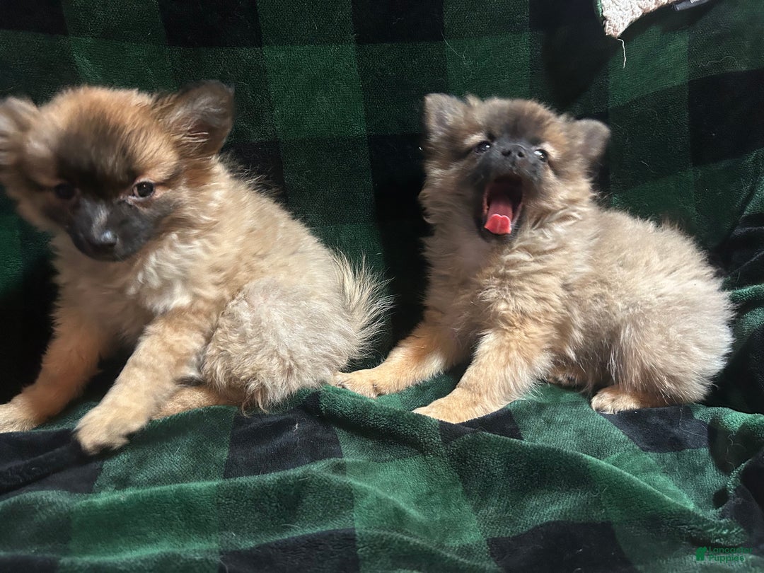 Mixed Breed dogs for sale: Sasha - Ad 3