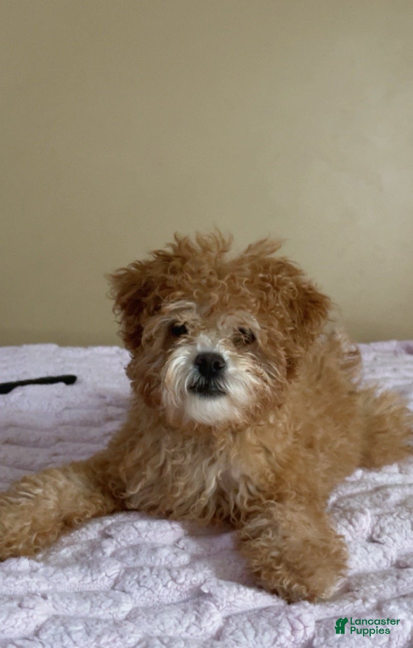 Miniature Poodle dogs Miniature Poodle Puppy 1 - Ad 21