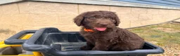 Goldendoodle dogs for sale: Goldendoodle 6 - Ad 3