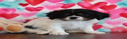 Cavalier King Charles Spaniel dogs for sale: Cleo - Ad 2