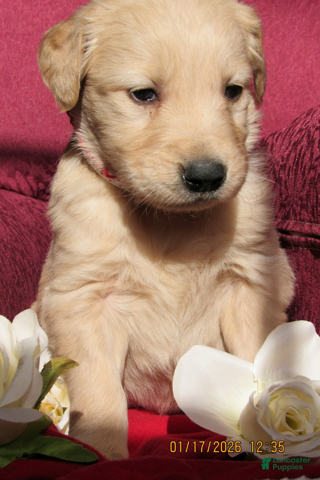 Golden Retriever dogs for sale: Golden Retriever Puppy 1 Shae - Ad 4
