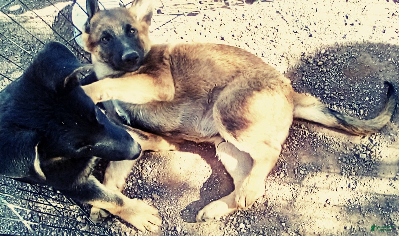 German Shepherd dogs for sale: German Shepherd 2 - Ad 25