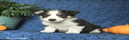 Welsh Corgi Pembroke dogs for sale: Gizmo - Ad 4