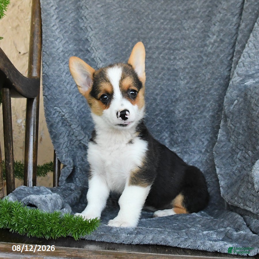 Welsh Corgi Pembroke dogs Fiona - Ad 2