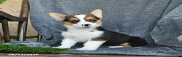 Welsh Corgi Pembroke dogs for sale: Fiona - Ad 2