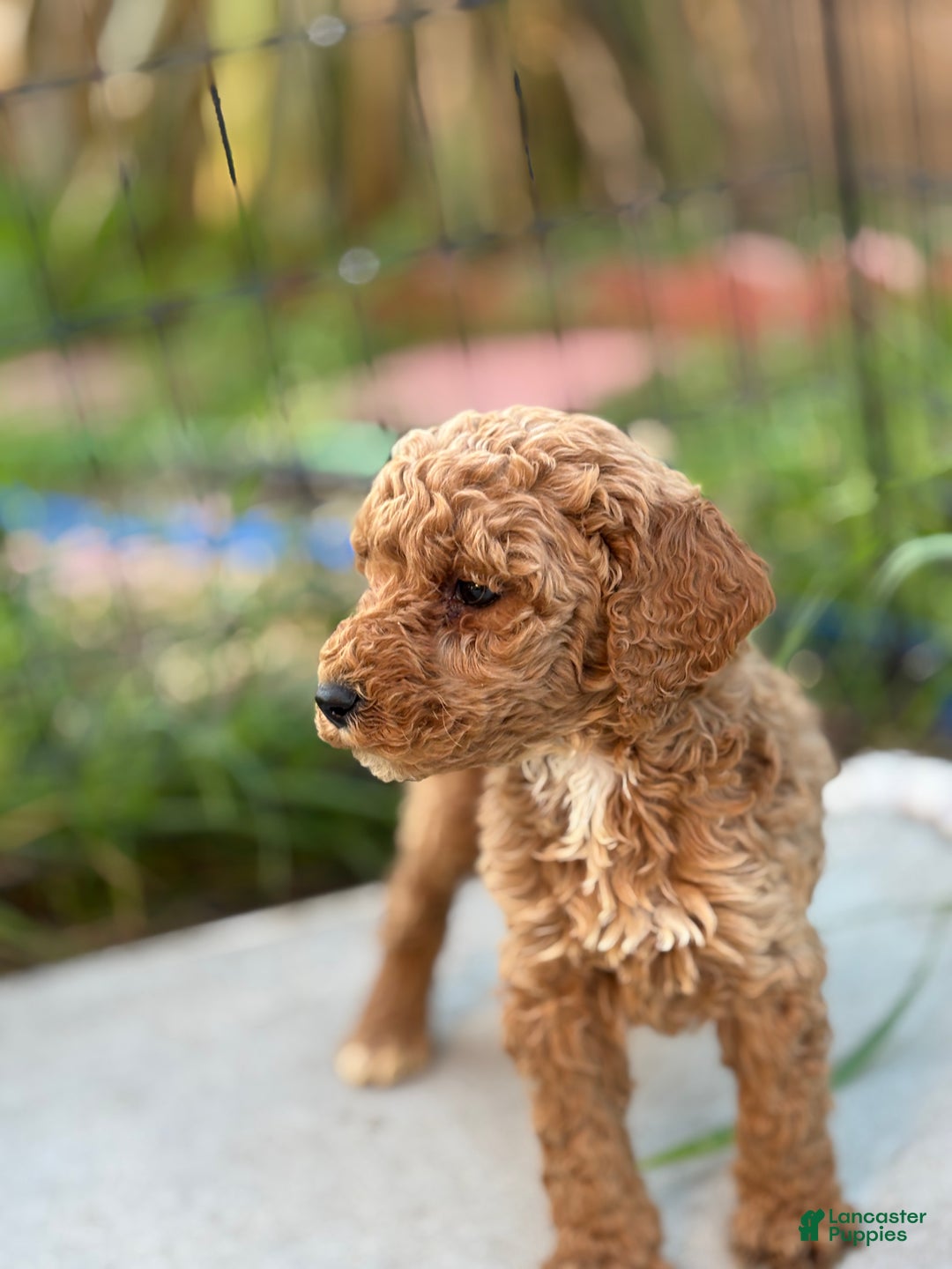 Standard Poodle dogs for sale: Charlie - Ad 5