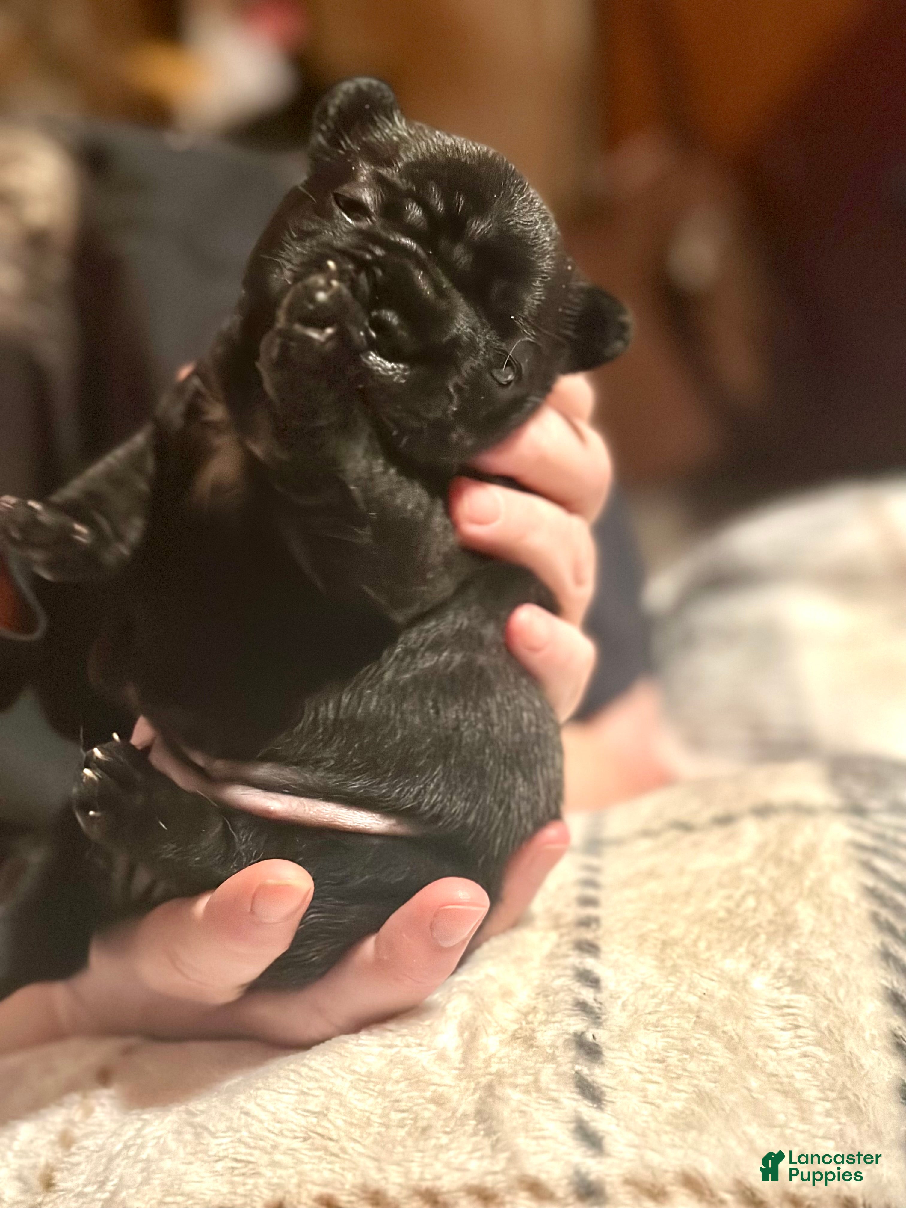 French Bulldog dogs French Bulldog Puppy 6 - Ad 7