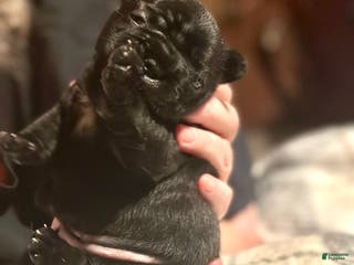 French Bulldog dogs French Bulldog Puppy 6 - Ad 7