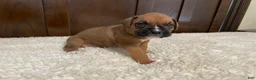 Boxer dogs for sale: Max - Ad 6