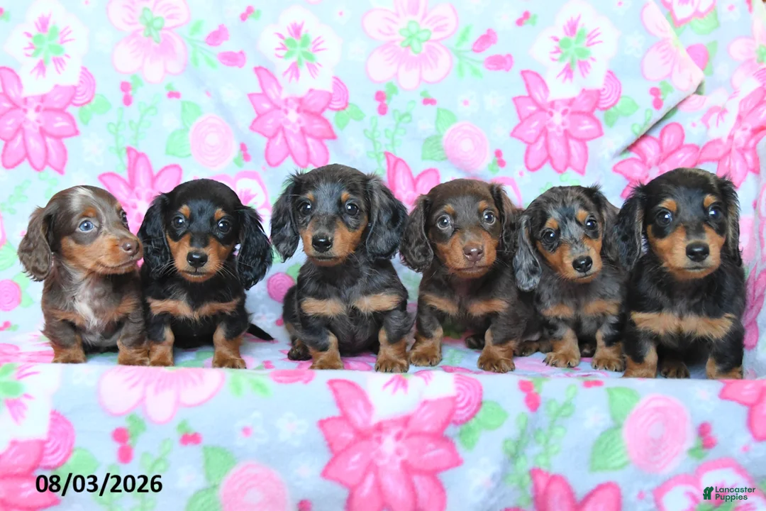 Dachshund dogs for sale: Carter - Ad 3