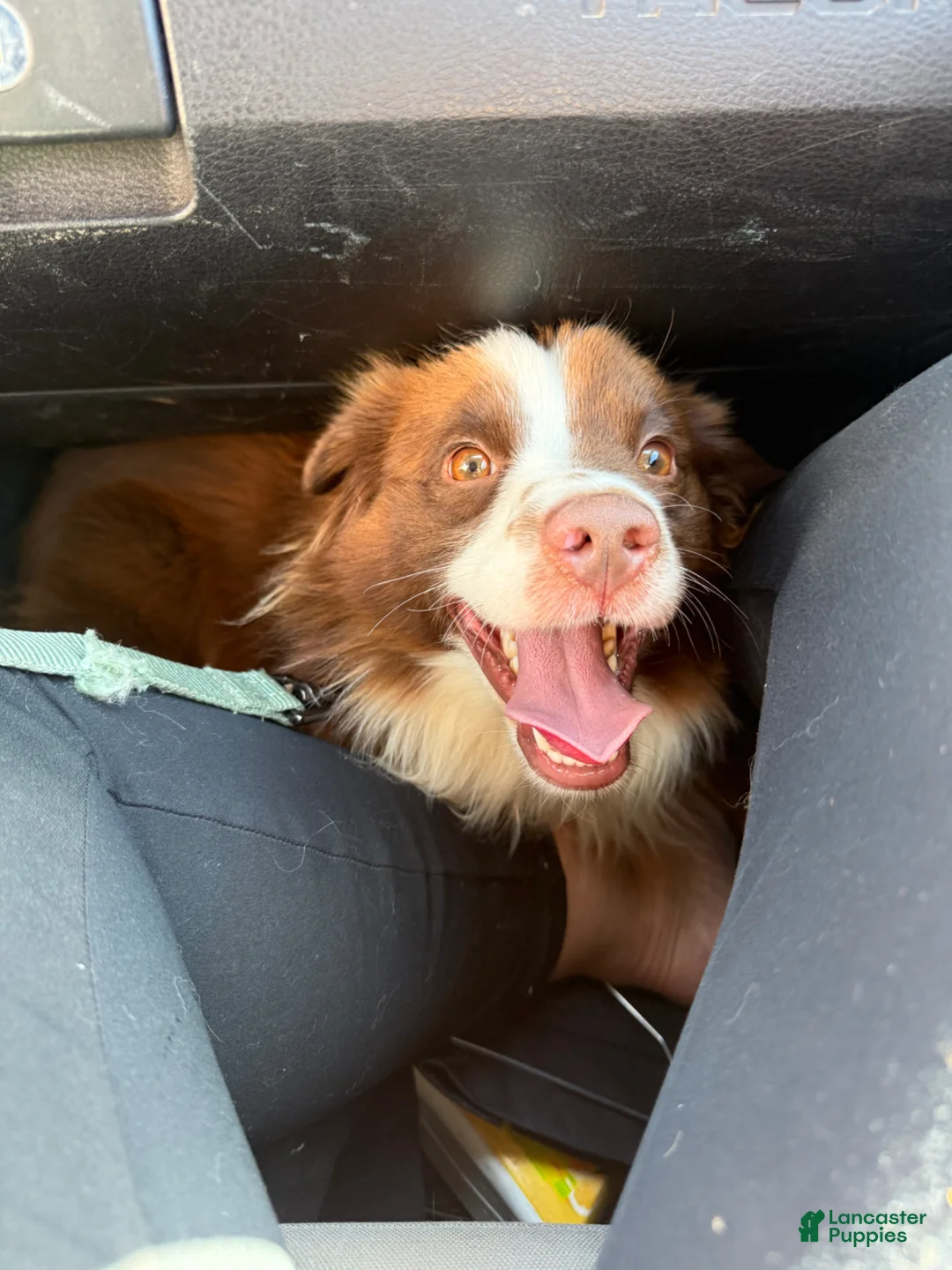 Miniature Australian Shepherd dogs for sale: Miniature Australian Shepherd Puppy 1 - Ad 4