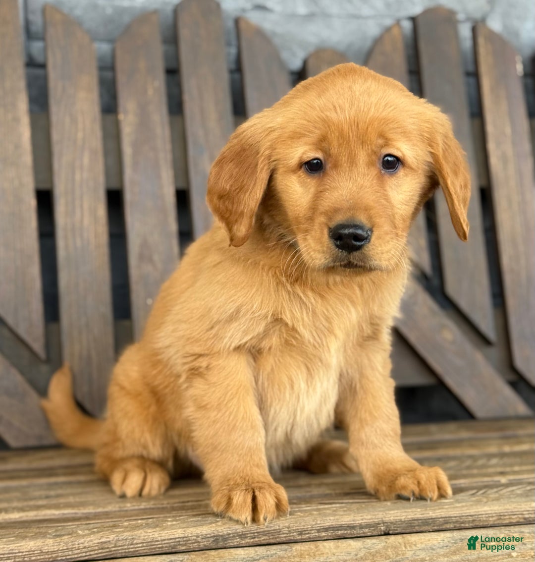 Golden Retriever dogs for sale: Rocky - Ad 5
