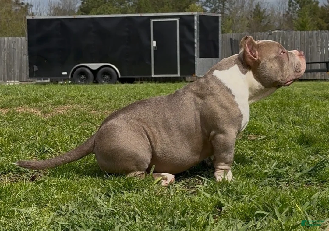 American Bully dogs for sale: Armani  - Ad 2