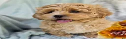 Shihpoo dogs for sale: Biscuit - Ad 9