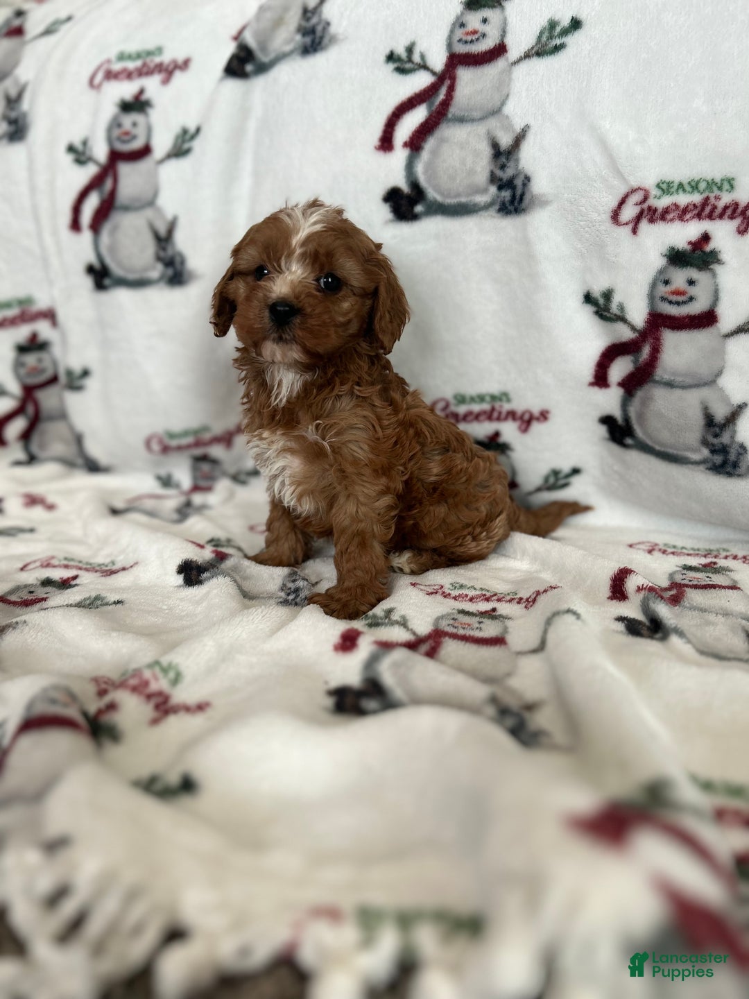 Cavapoo dogs for sale: Cavapoo Puppy 1 - Ad 7