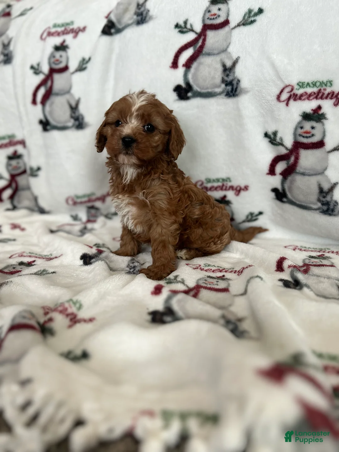 Cavapoo dogs for sale: Cavapoo Puppy 1 - Ad 7