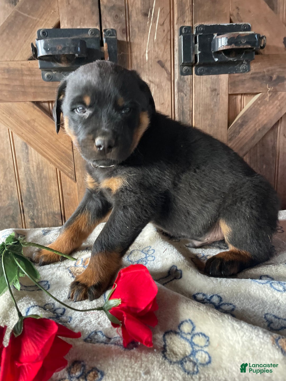 Rottweiler dogs for sale: Kaiser - Ad 1