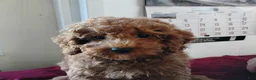 Cavapoo dogs for sale: Kola Bear - Ad 6