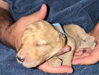 Goldendoodle dogs H25 Male Light Blue Collar - Ad 7