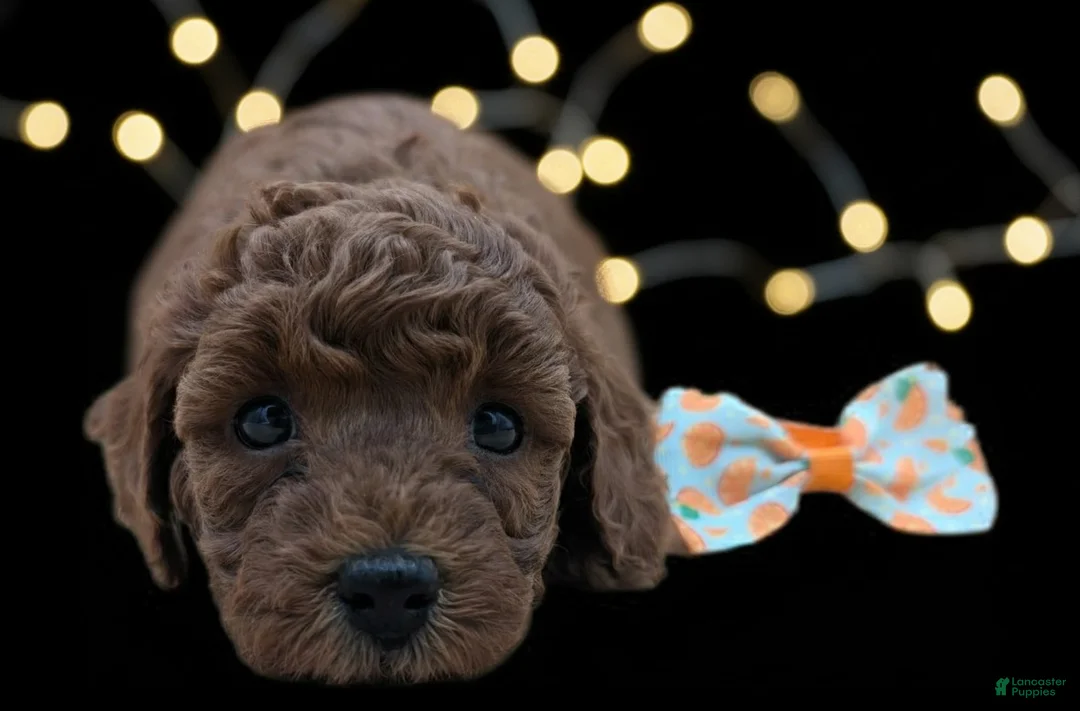 Toy Poodle dogs for sale: Maple 🍁 - Ad 14