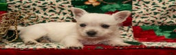 West Highland Terrier dogs for sale: Dancer - Ad 3