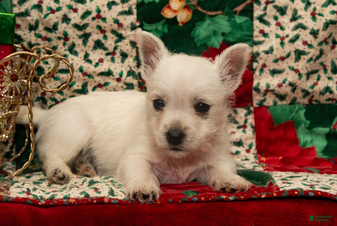West Highland Terrier dogs for sale: Dancer - Ad 3