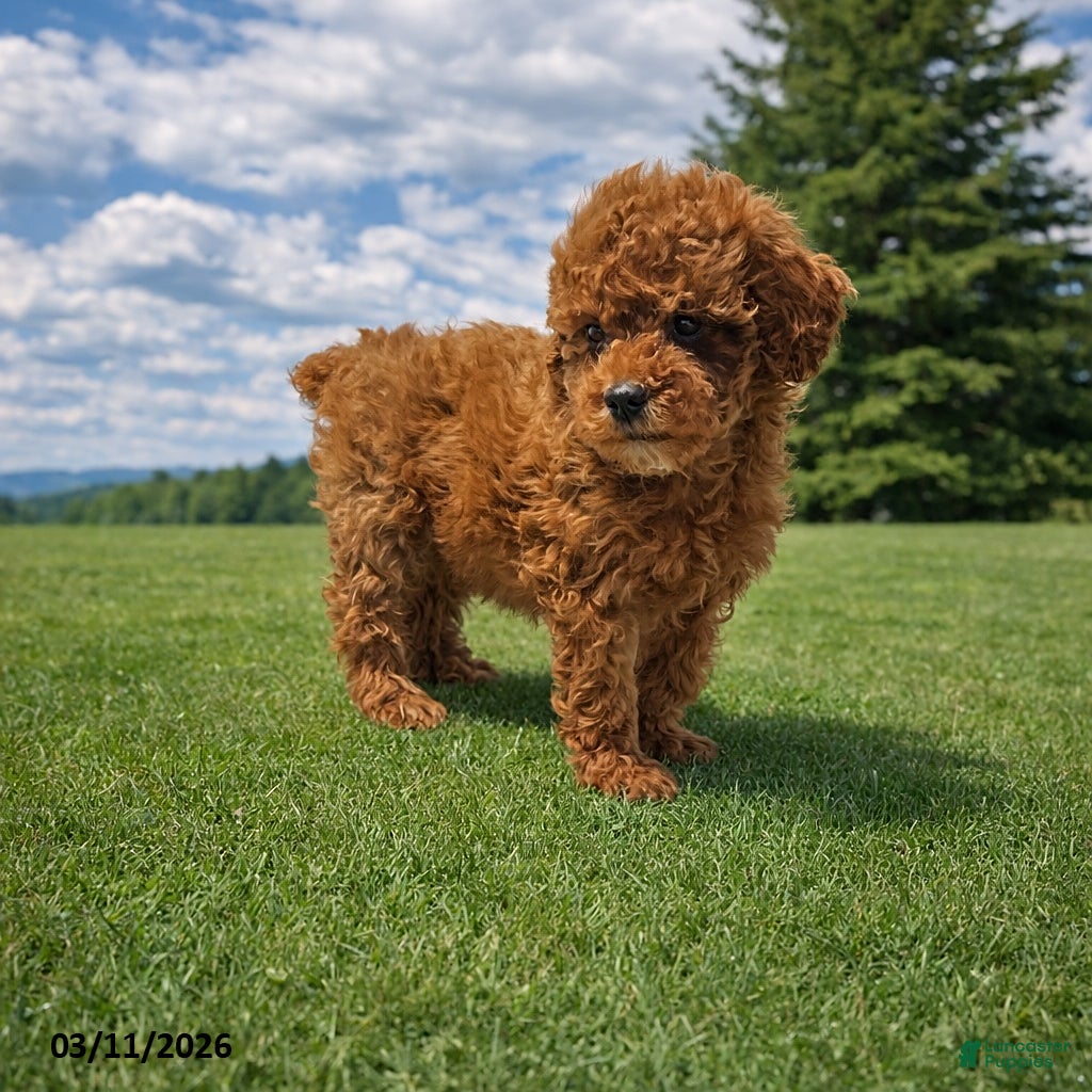 Miniature Poodle dogs Prince   - Ad 2