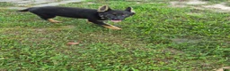 German Shepherd dogs for sale: German Shepherd 1 - Ad 3
