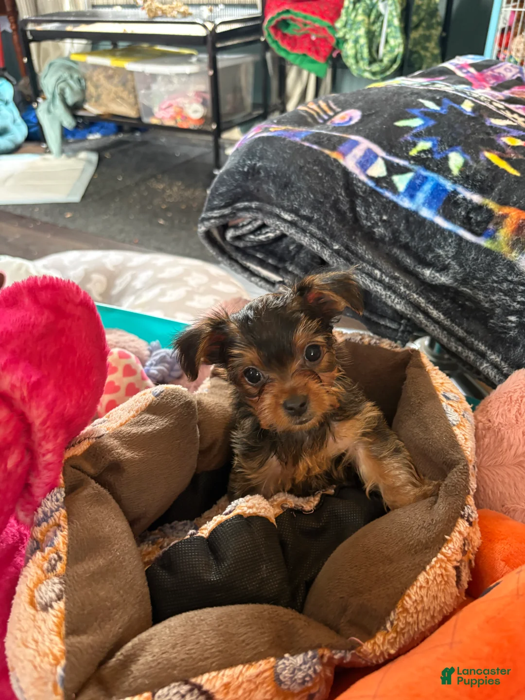 Yorkshire Terrier dogs for sale: Penny - Ad 1