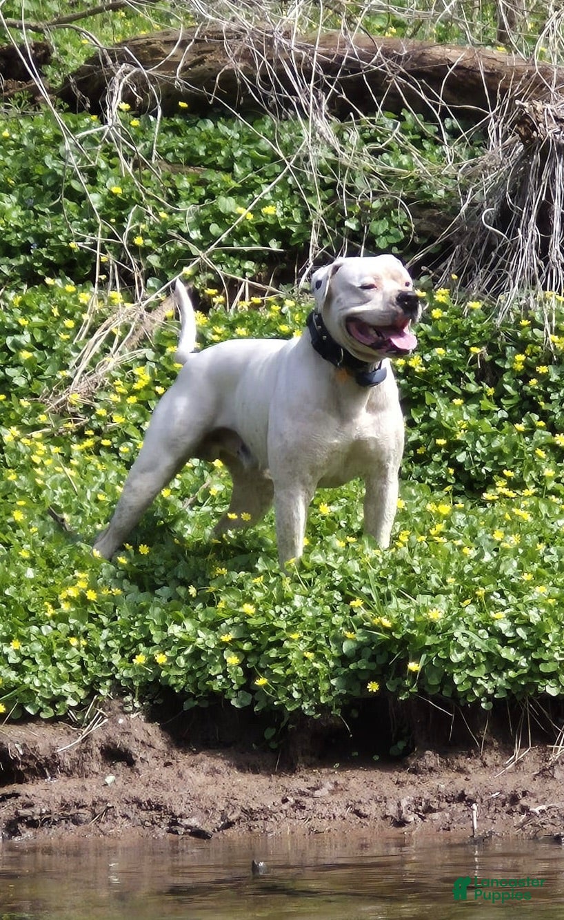 American Bulldog dogs First - Ad 1