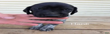 Hank
